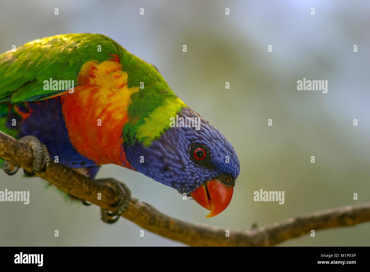Rainbow lorikeet perched on a twig looking down at what`s below Stock Photo